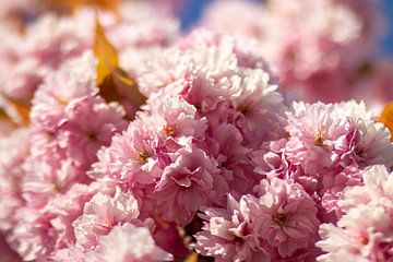 Verträumtes rosa Blumenbeet von thomaswphotography