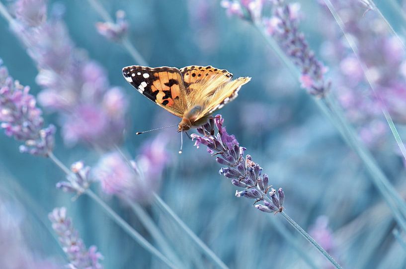 Vlinder Distelvlinder van Violetta Honkisz