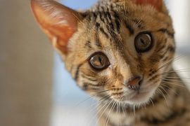 Bengal cat by Ann Barrois