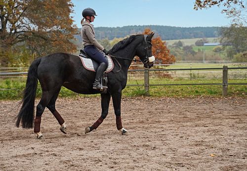 Training met het Beierse zwarte paard Baveria op een rijbak in de herfst