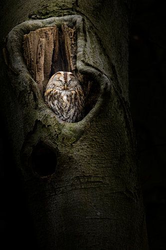 Sleeping Tawny Owl