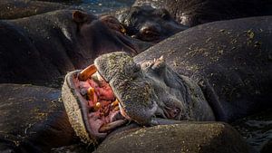 Laughing hippo