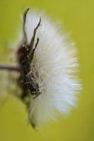 Fluffy