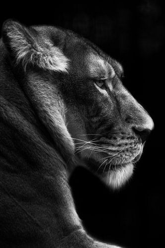 portrait d'une lionne, en noir et blanc