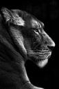 portrait d'une lionne, en noir et blanc par Heino Minnema Aperçu