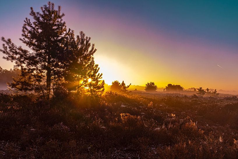 The Drentse heath during sunrise by Gert Hilbink