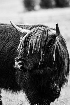 Highlander écossais noir