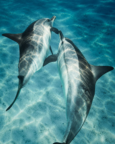 Twee dolfijnen boven een witte zandbodem – onderwaterfoto in de turkooisblauwe zee