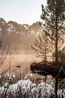 Zonsopkomst boven een meer met mist en eenden