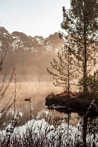 Lever de soleil sur un lac avec du brouillard et des canards