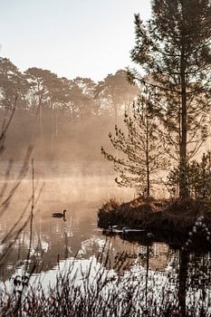 Zonsopkomst boven een meer met mist en eenden