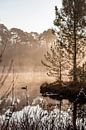 Sunrise over a lake with fog and ducks by Evelien Oerlemans thumbnail