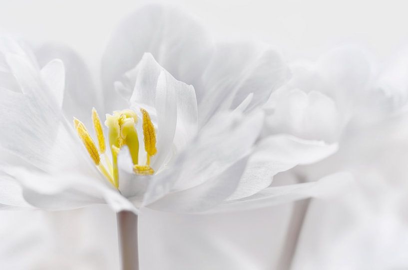 Tulip by Violetta Honkisz