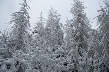 Prachtig winterlandschap met besneeuwde dennenbomen in de Eifel van David Esser
