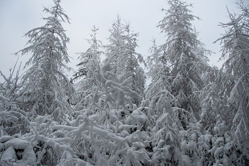 Grand paysage d'hiver avec des sapins couverts de neige dans l'Eifel par David Esser