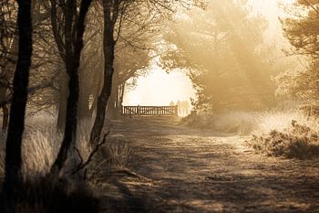 Heerlijke ochtendzon