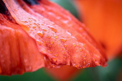 Poppy with drops