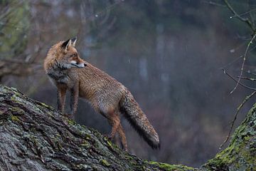 at dawn... Red Fox *Vulpes vulpes* sur wunderbare Erde