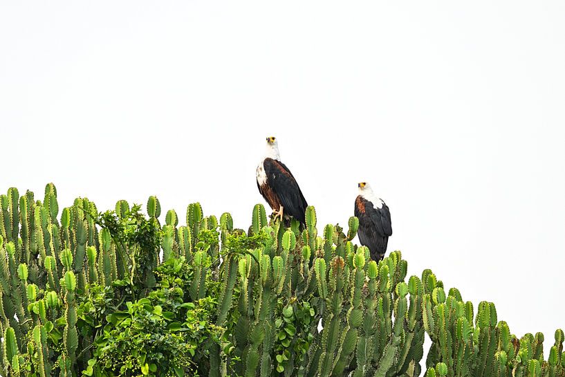 Deux balbuzards africains dans un arbre - Des gardiens majestueux par Robert Styppa