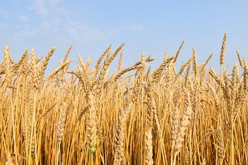 Un champ de blé en été sur Claude Laprise
