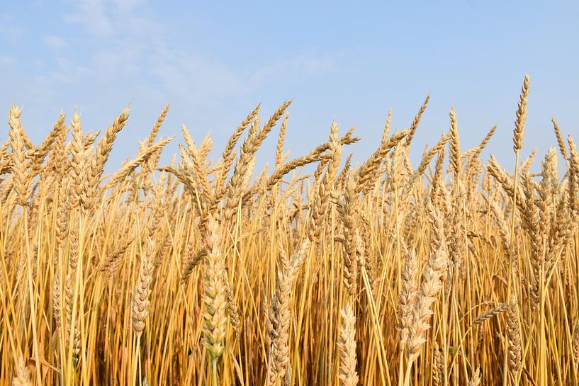 A wheat field in summer by Claude Laprise