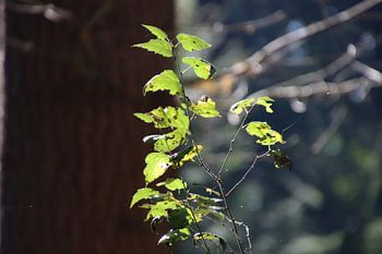 Sunlight on beech leaves