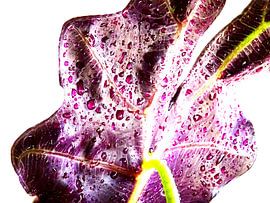 Kamerplant: Alocasia Zebrina | Olifantsoor 3 van MoArt (Maurice Heuts)