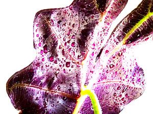 Kamerplant: Alocasia Zebrina | Olifantsoor 3