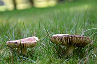 Twee padden stoelen stonden in het bos. van Jan Radstake thumbnail