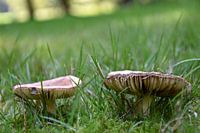 Twee padden stoelen stonden in het bos.
