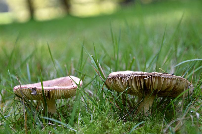 Twee padden stoelen stonden in het bos. van Jan Radstake