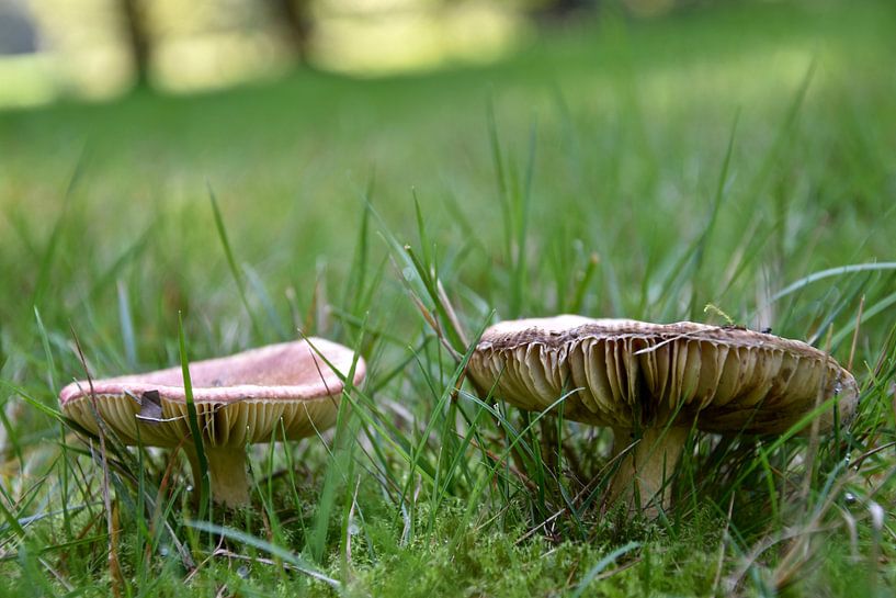 Twee padden stoelen stonden in het bos. van Jan Radstake