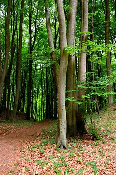 In het Maiwald van Ostsee Bilder