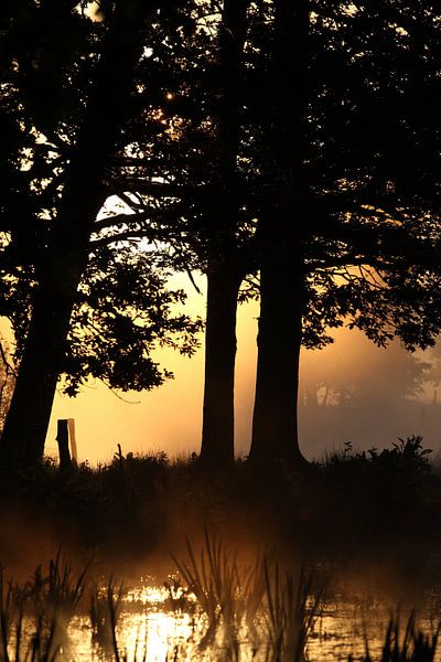 Sonnenaufgang hinter Bäumen  von Jana Behr