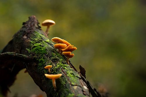 Des champignons sur une pente.
