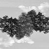 Gespiegelde bomen (2) van Mark Scheper