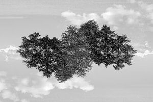 Mirror trees (2) sur Mark Scheper