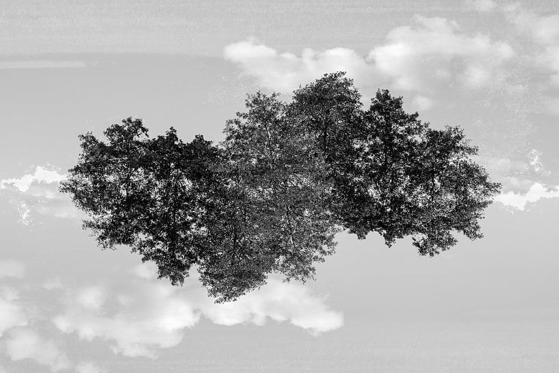 Mirror trees (2) par Mark Scheper