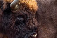 Portret Europese bizon | Wildlife in Nederland van Dylan gaat naar buiten thumbnail