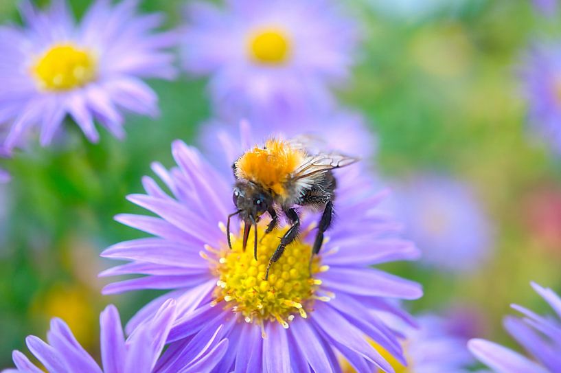 Hommel op een bloem die nectar verzamelt van Martin Köbsch