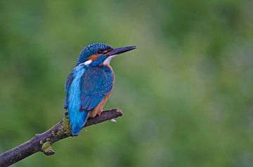 Hoezo blauw ? von Karin Tebes