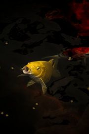 Koi by Brom fotografie