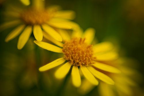 Yellow flower in spring