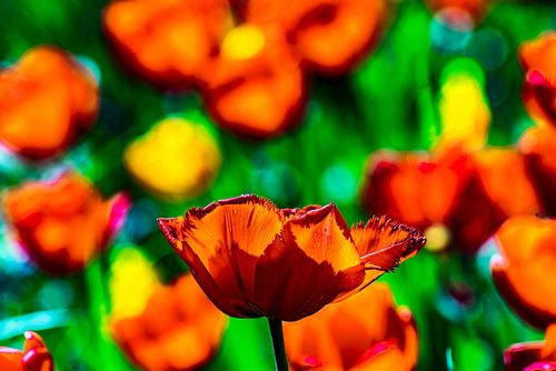 Mohnblume