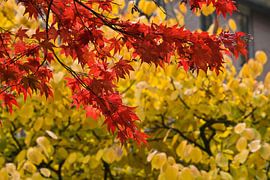 Voorjaarsttak sur M  van den Hoven