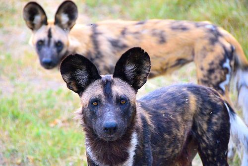 De Afrikaanse wilde hond