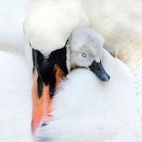 L'amour d'une mère