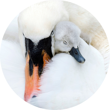 De liefde van een moeder van Jacky Parker