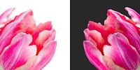 diptych of tulips
