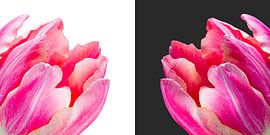 Diptychon von Tulpen